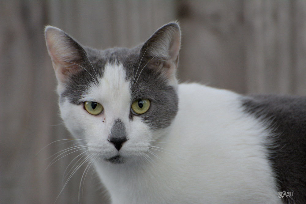 71D_8981_cats other.jpg