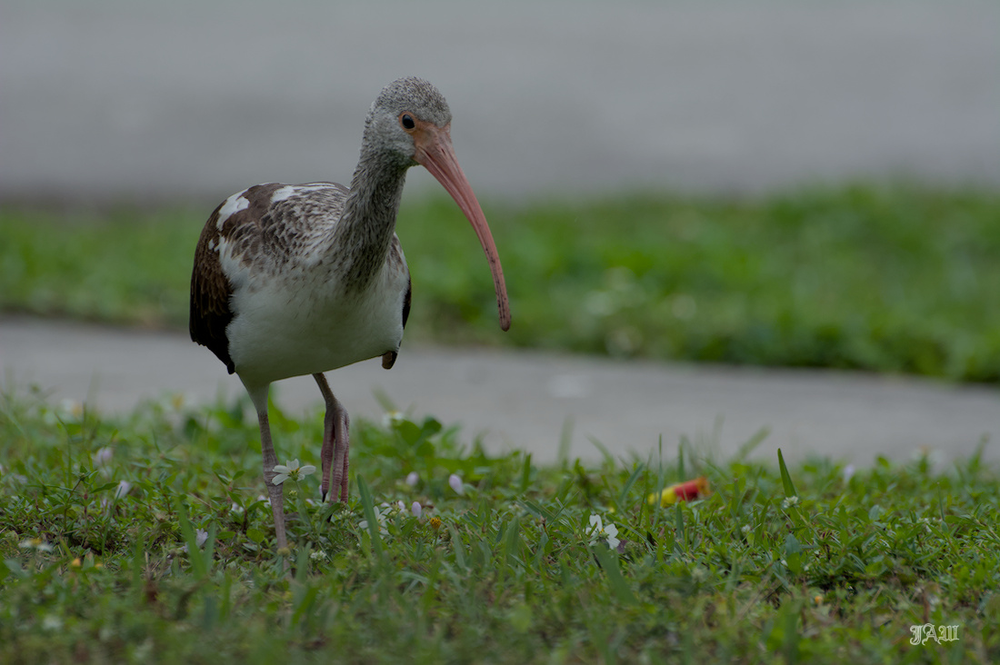71D_9048_Bird.jpg