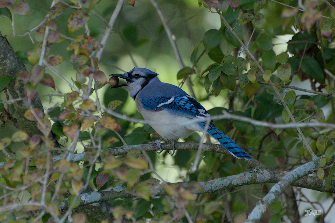 71D_9068_Bird.jpg