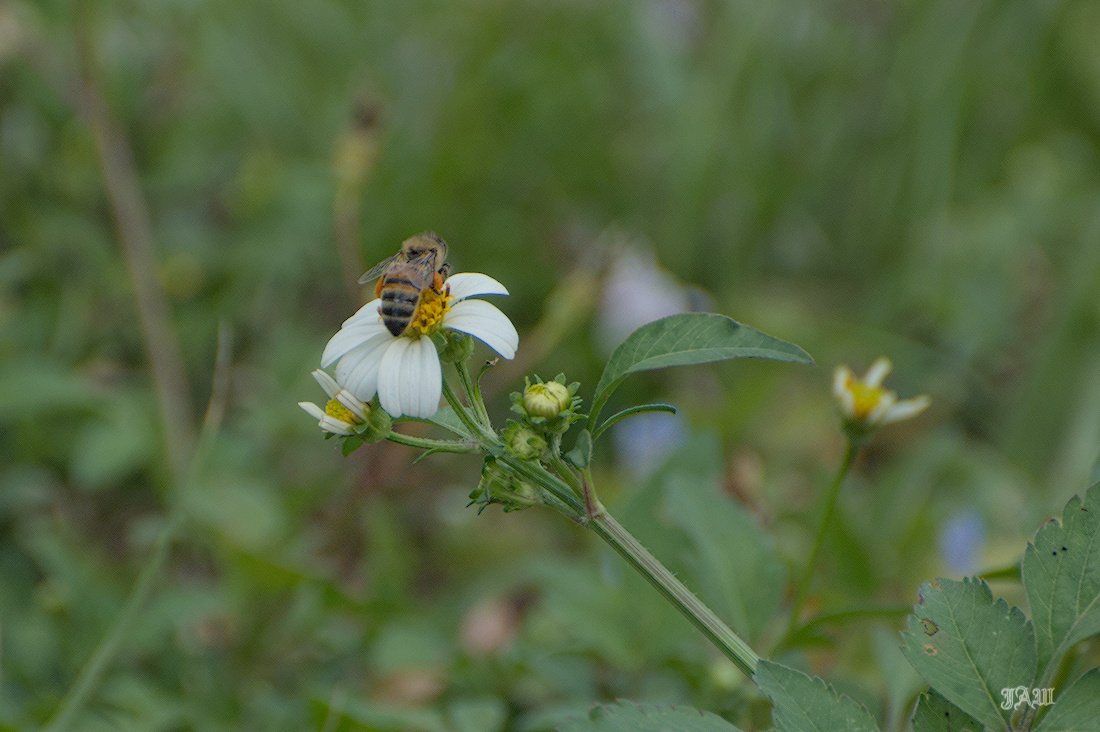 71D_9112_Insects.jpg
