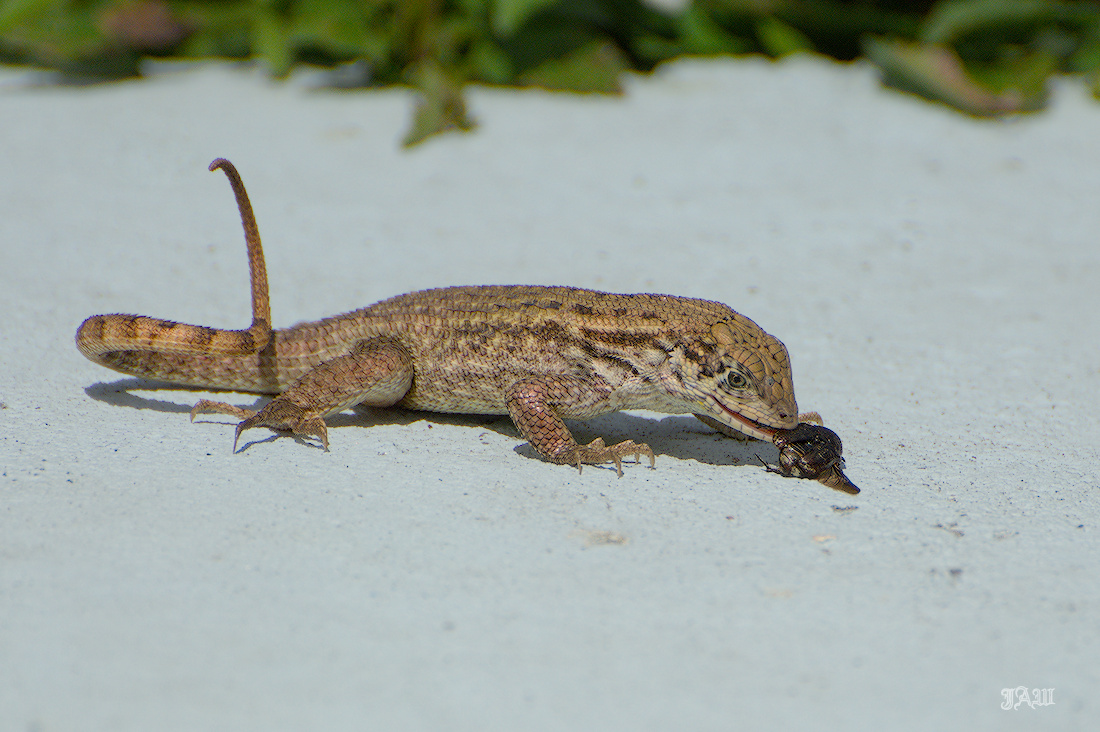 71D_9115_Animals, Reptile.jpg