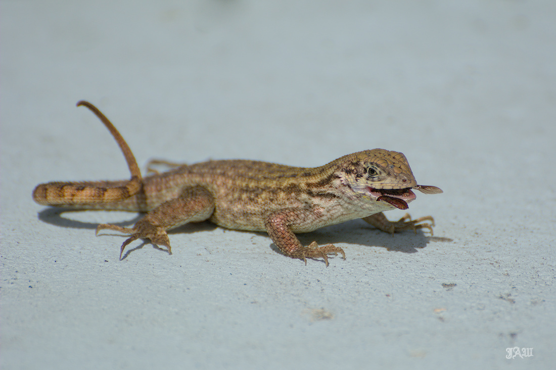 71D_9118_Animals, Reptile.jpg