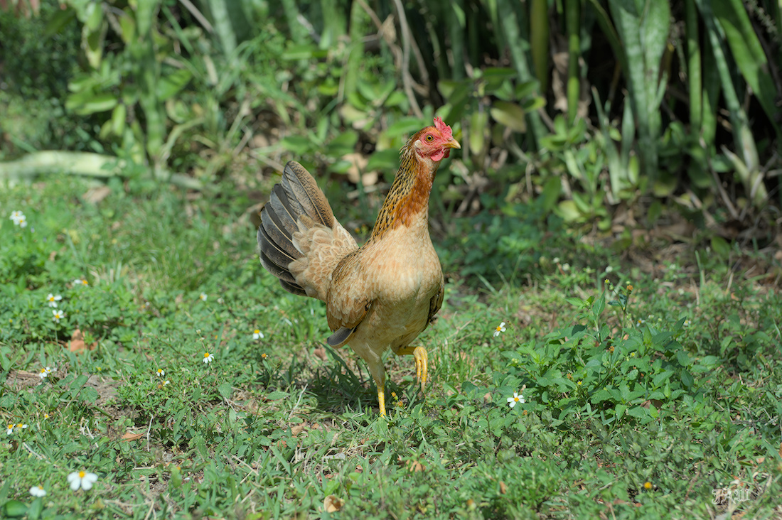 71D_9156_Bird.jpg