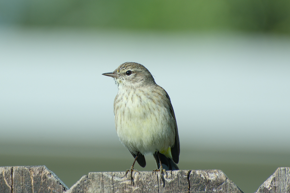 71D_9161_Bird.jpg