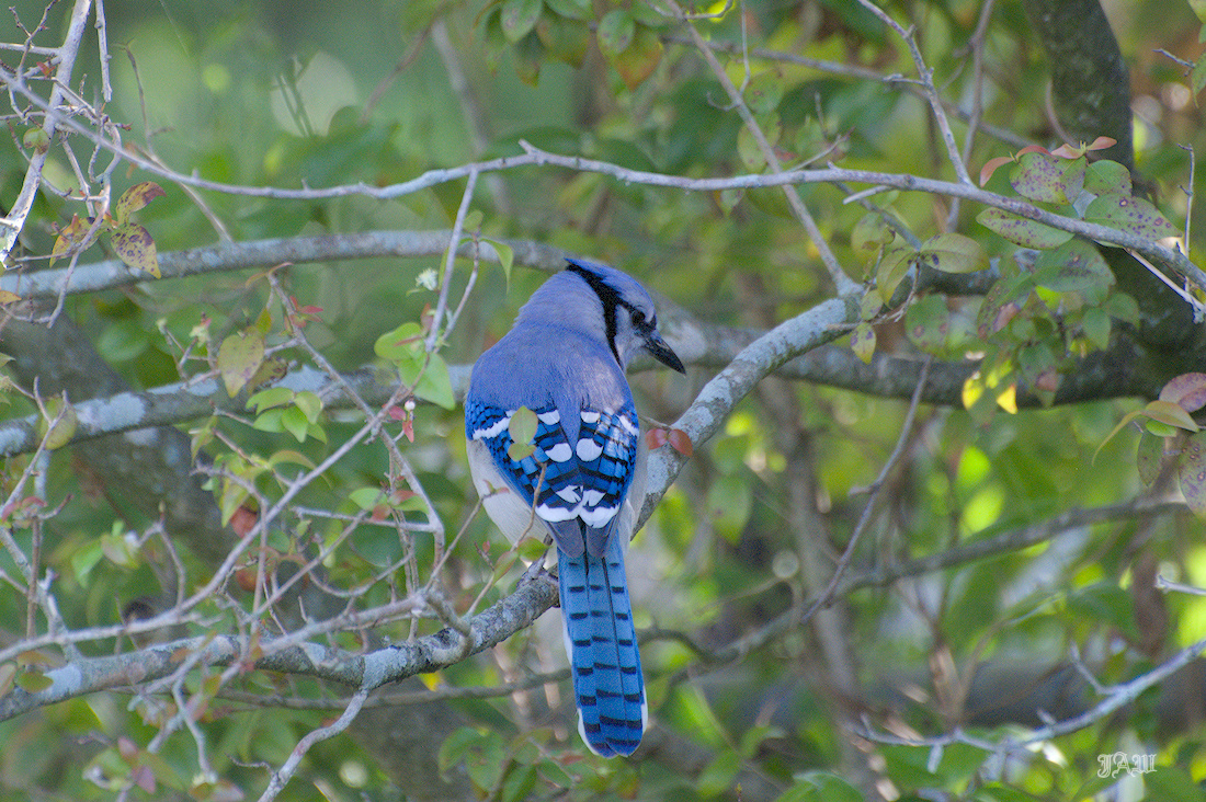71D_9164_Bird.jpg