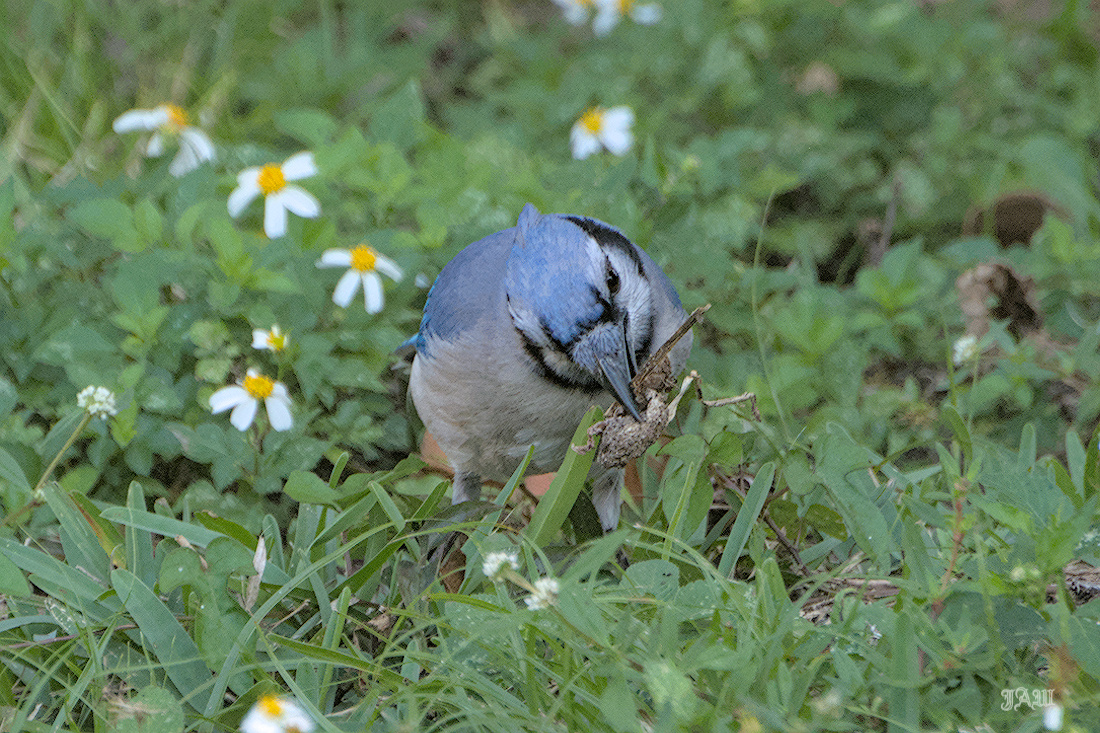 71D_9189_Bird.jpg