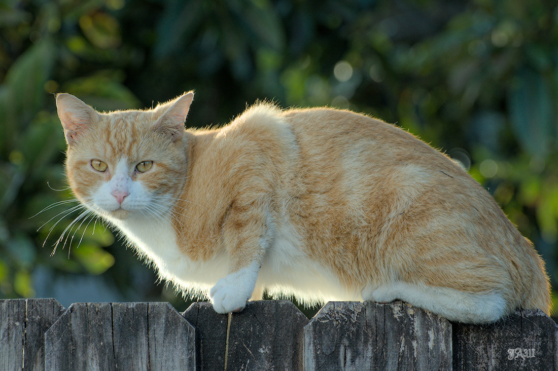 71D_9194_cats other.jpg