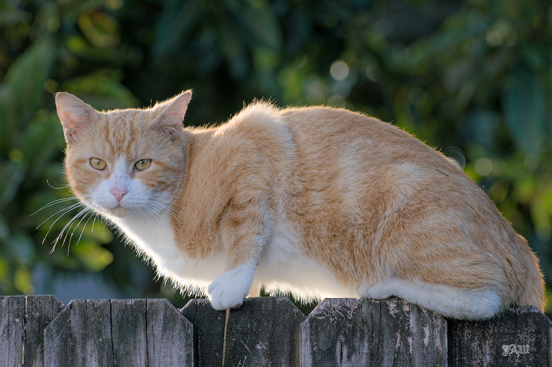 71D_9194_cats other_02.jpg
