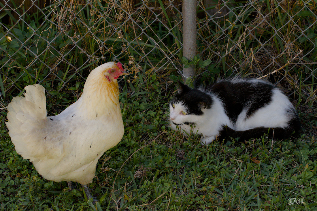 71D_9216_Bird, Charlie.jpg