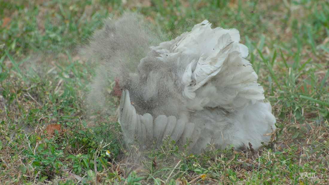 71D_9254_Bird.jpg