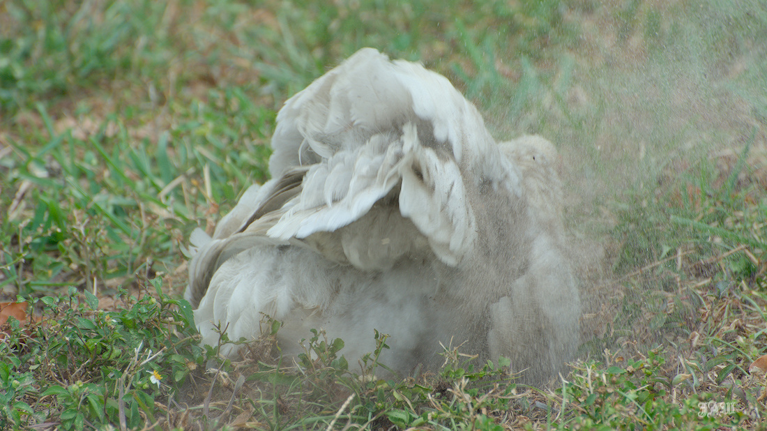 71D_9263_Bird.jpg