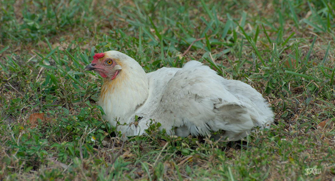 71D_9270_Bird.jpg