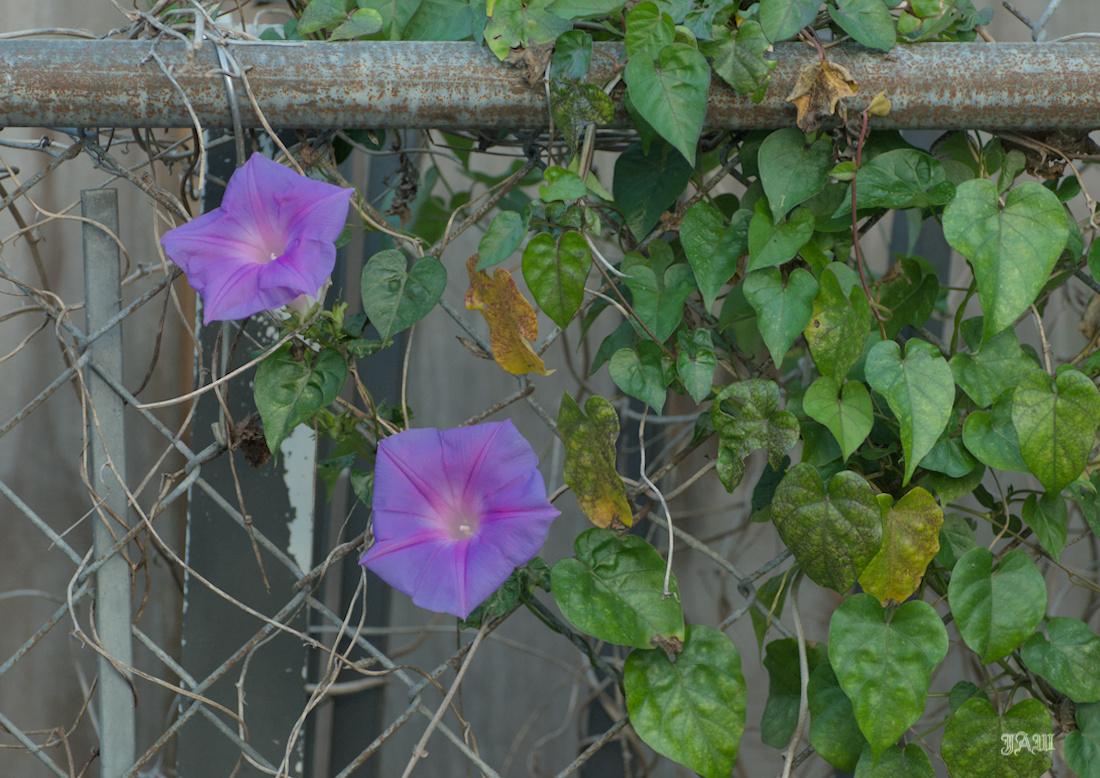 71D_9286_Flower.jpg