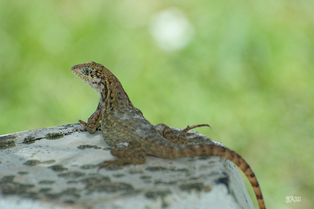 71D_9298_Animals, Reptile.jpg