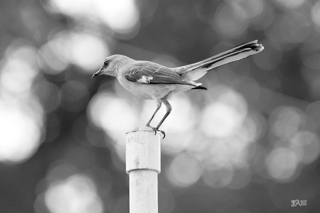 71D_9333_Bird.jpg