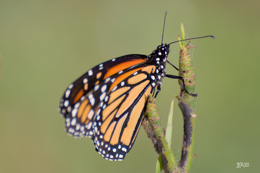 71D_9345_Insects.jpg