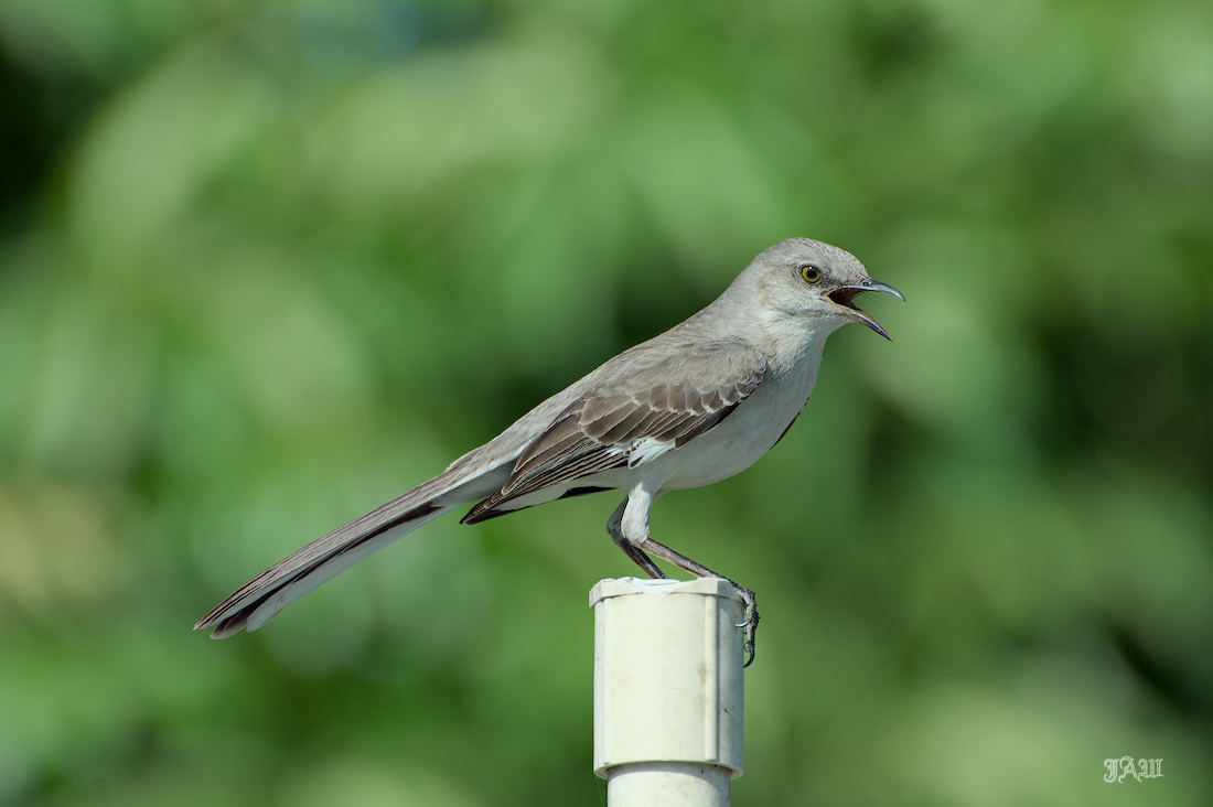 71D_9347_Bird.jpg