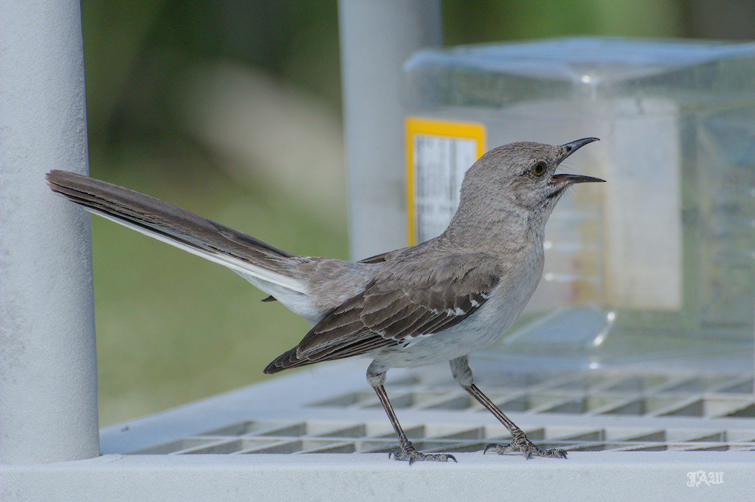 71D_9367_Bird.jpg