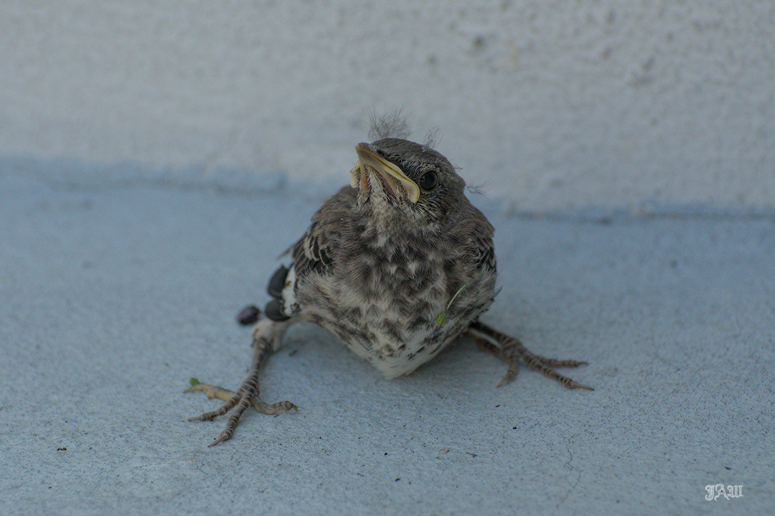 71D_9373_Bird.jpg
