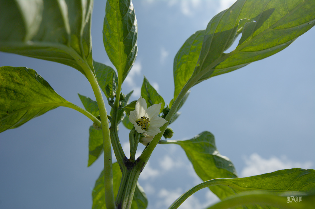 71d_9434_plants-jpg.419119
