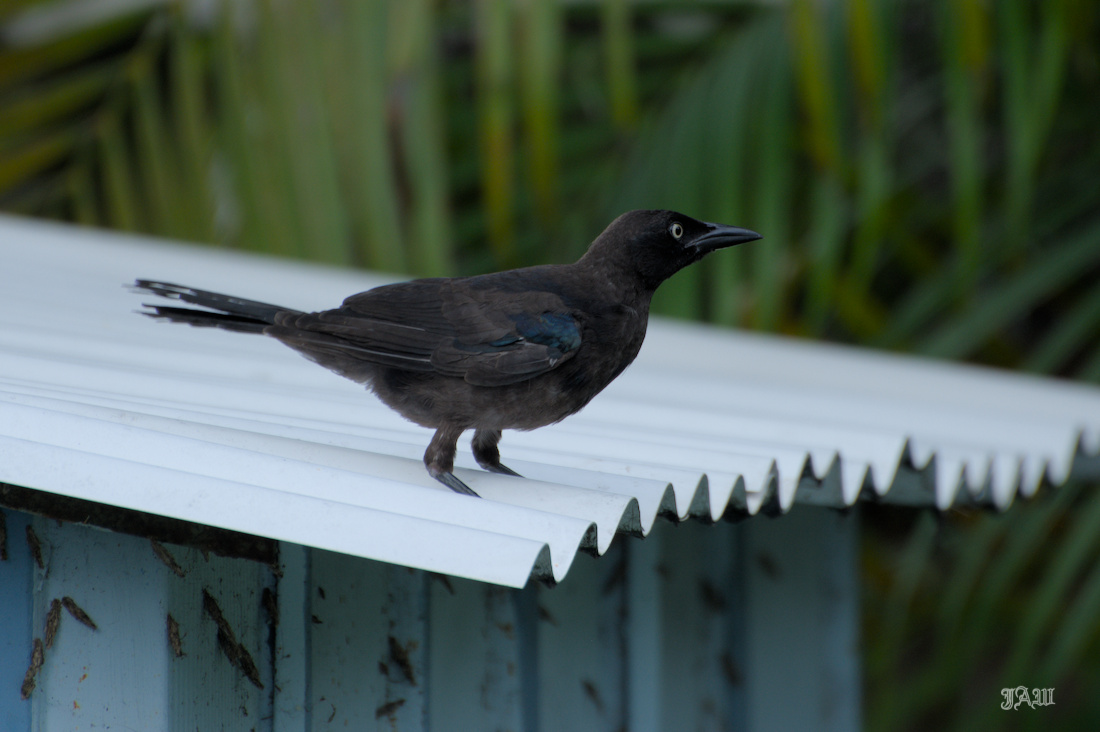 71D_9488_Bird.jpg