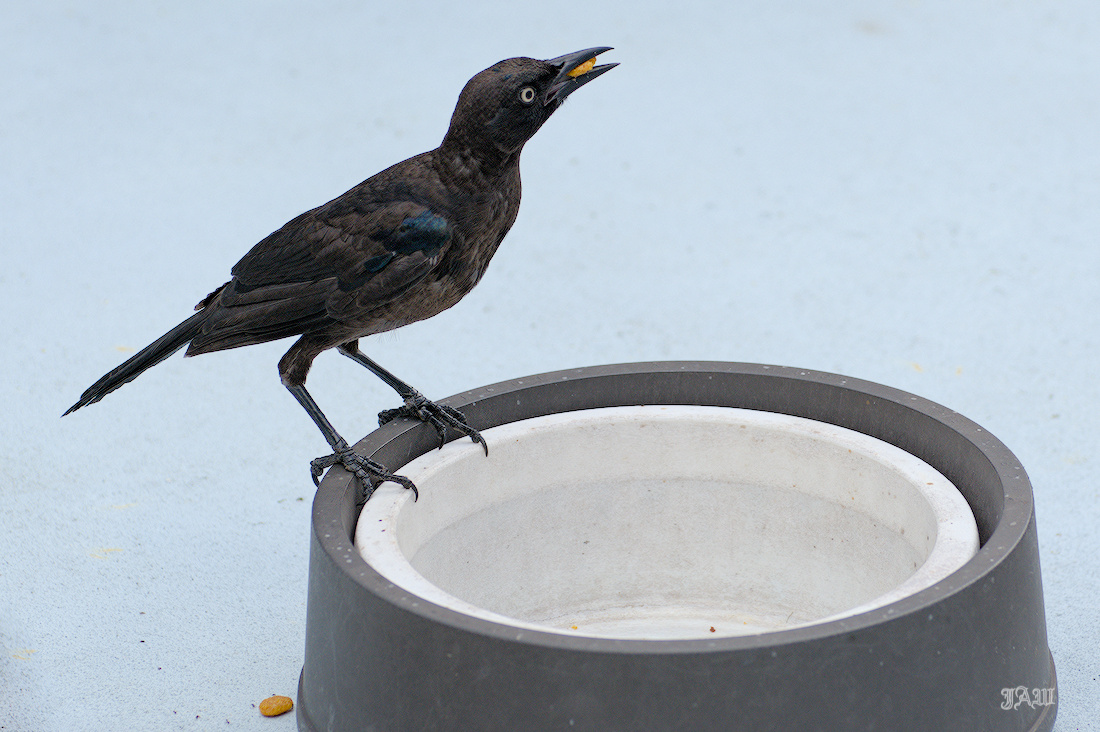 71D_9498_Bird.jpg