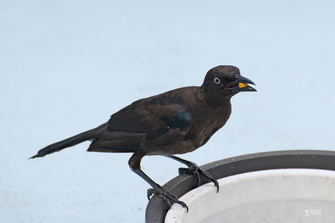 71D_9499_Bird.jpg