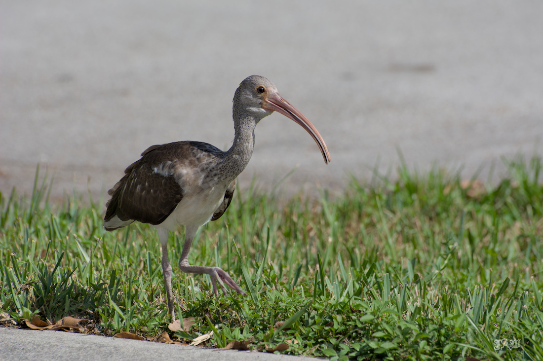 71D_9602_Bird.jpg