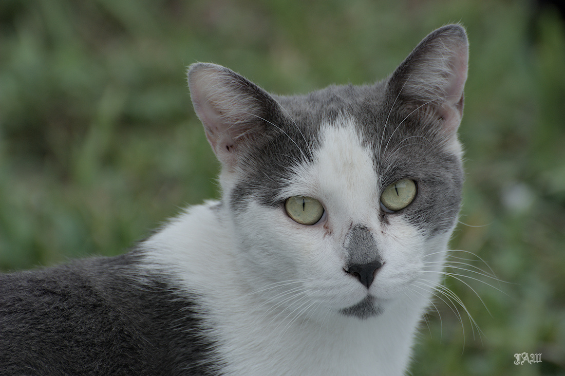 71D_9631_cats other.jpg