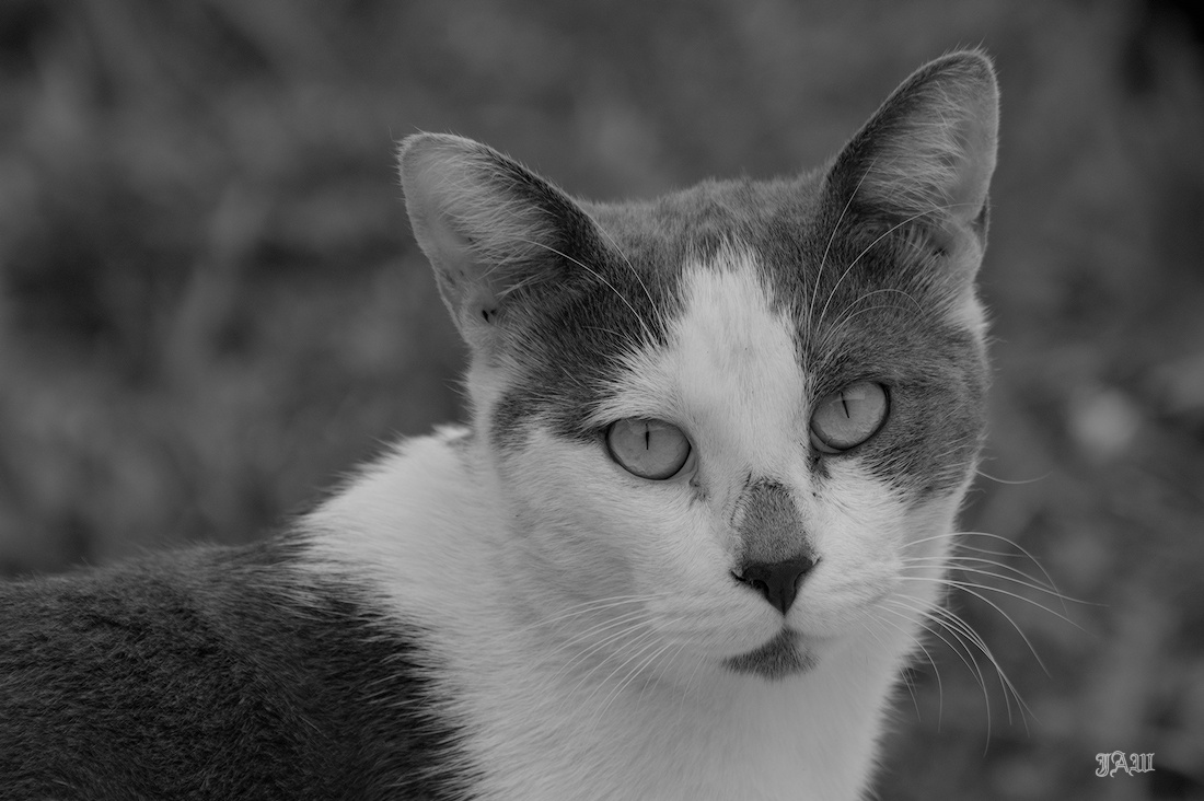 71D_9631_cats other_01.jpg