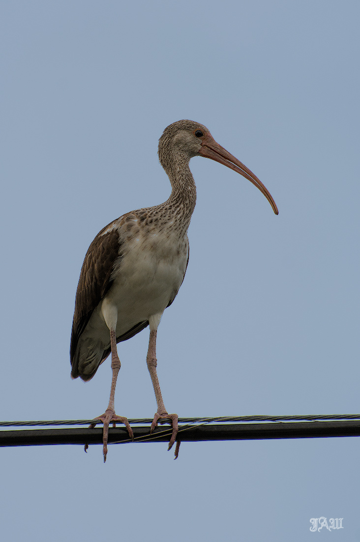 71D_9635_Bird.jpg