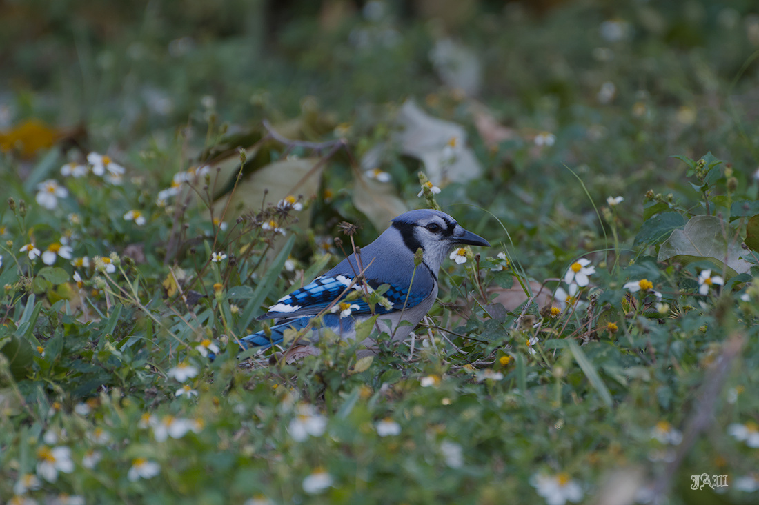 71D_9912_Bird.jpg