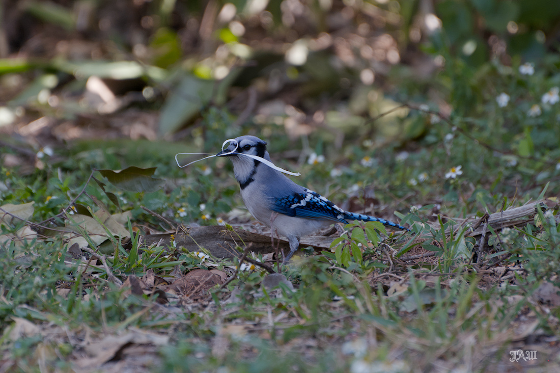 71D_9923_Bird.jpg