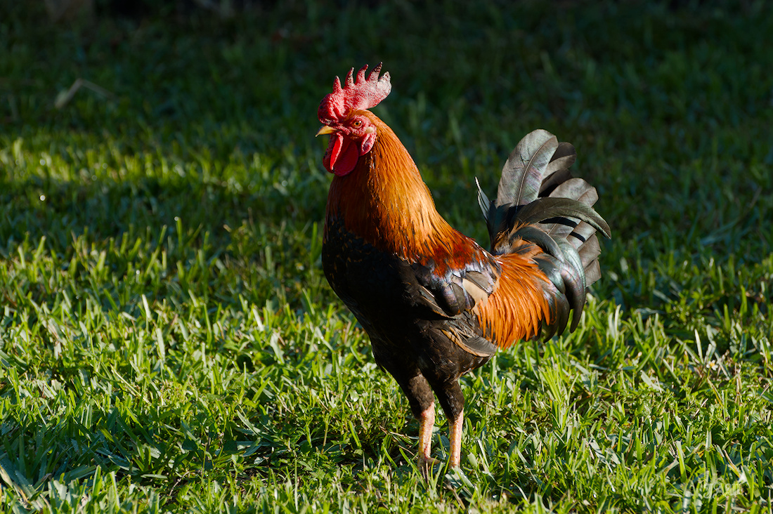 71D_9981_Bird.jpg
