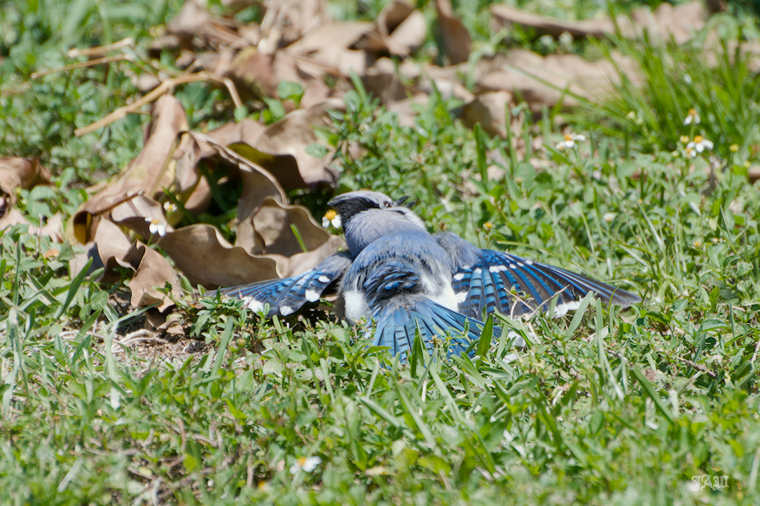 71D_9985_Bird.jpg