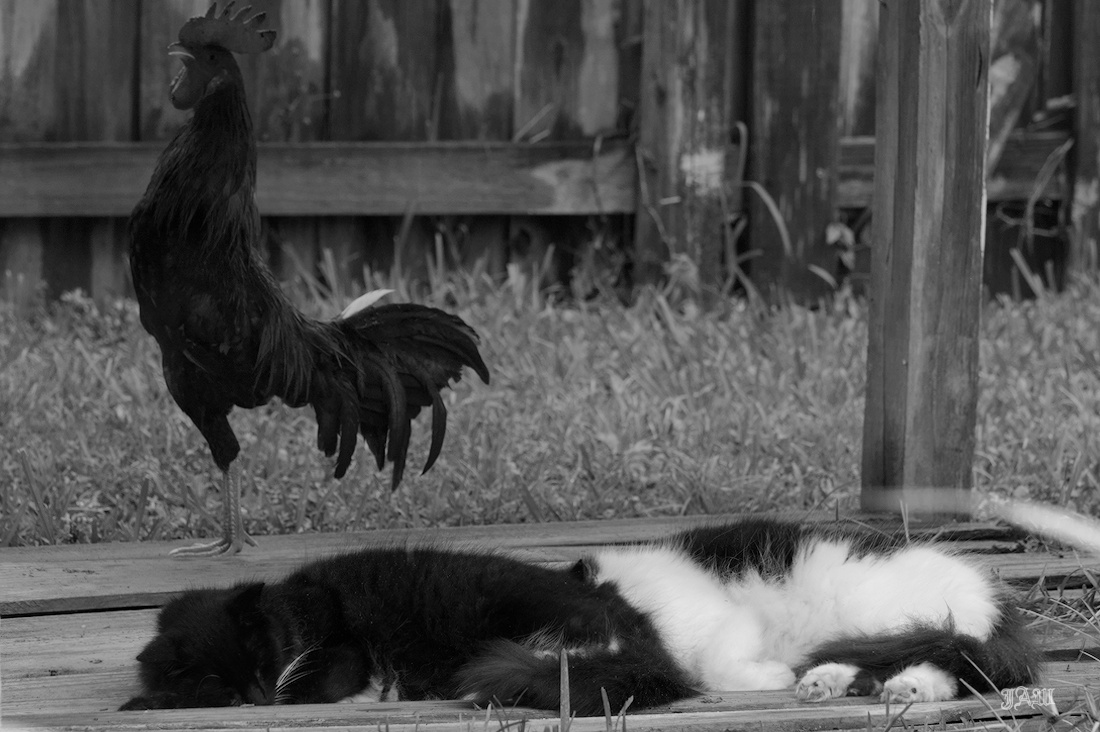 71D_9993_.jpg