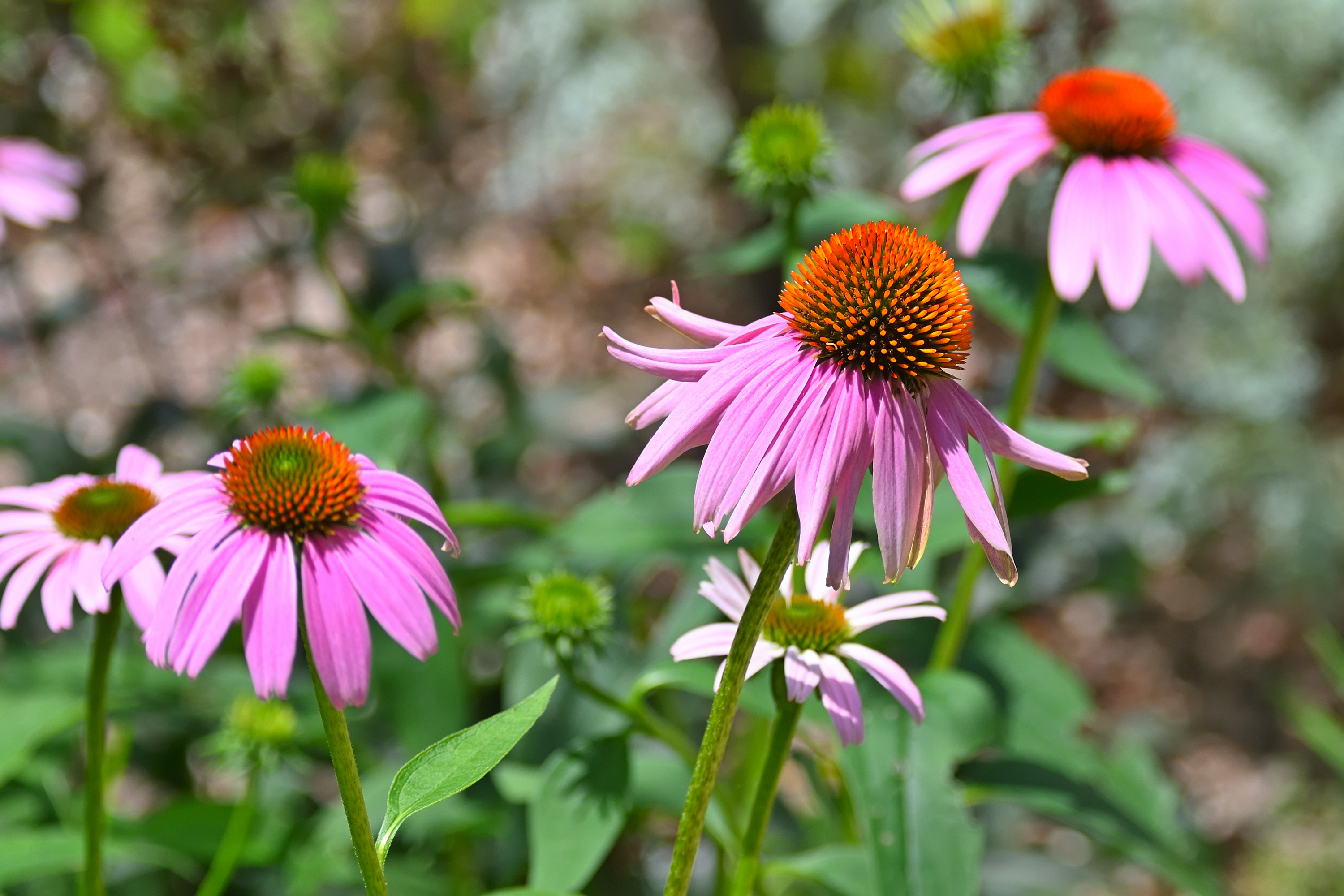 750_0078R_L_cr_sm.jpg