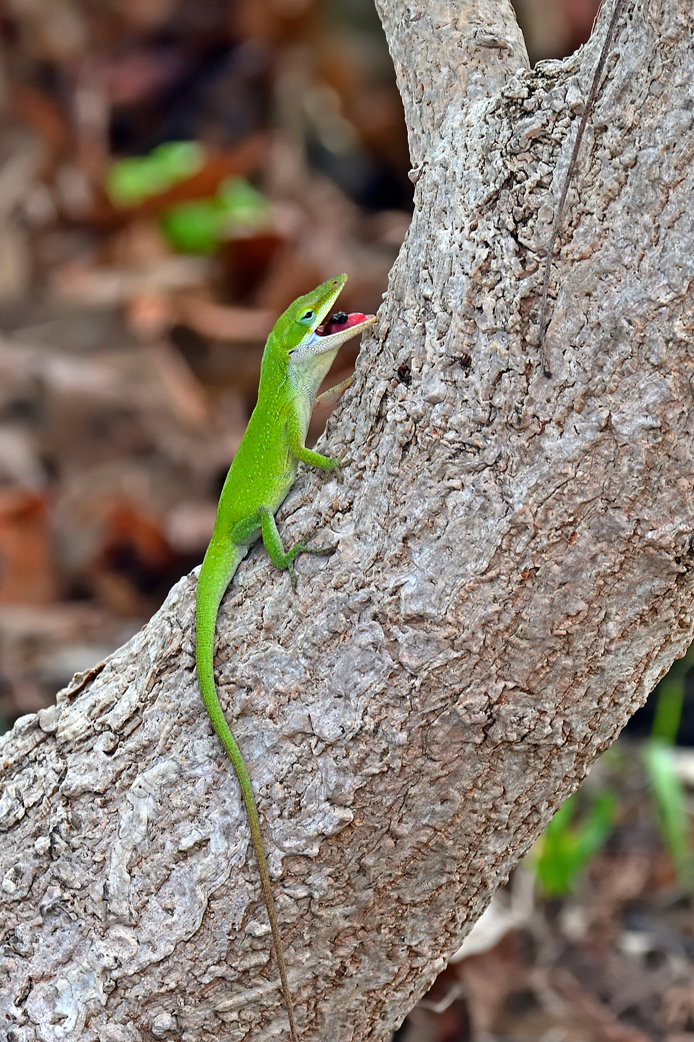 750_0095R_LShN_cr_sm.jpg