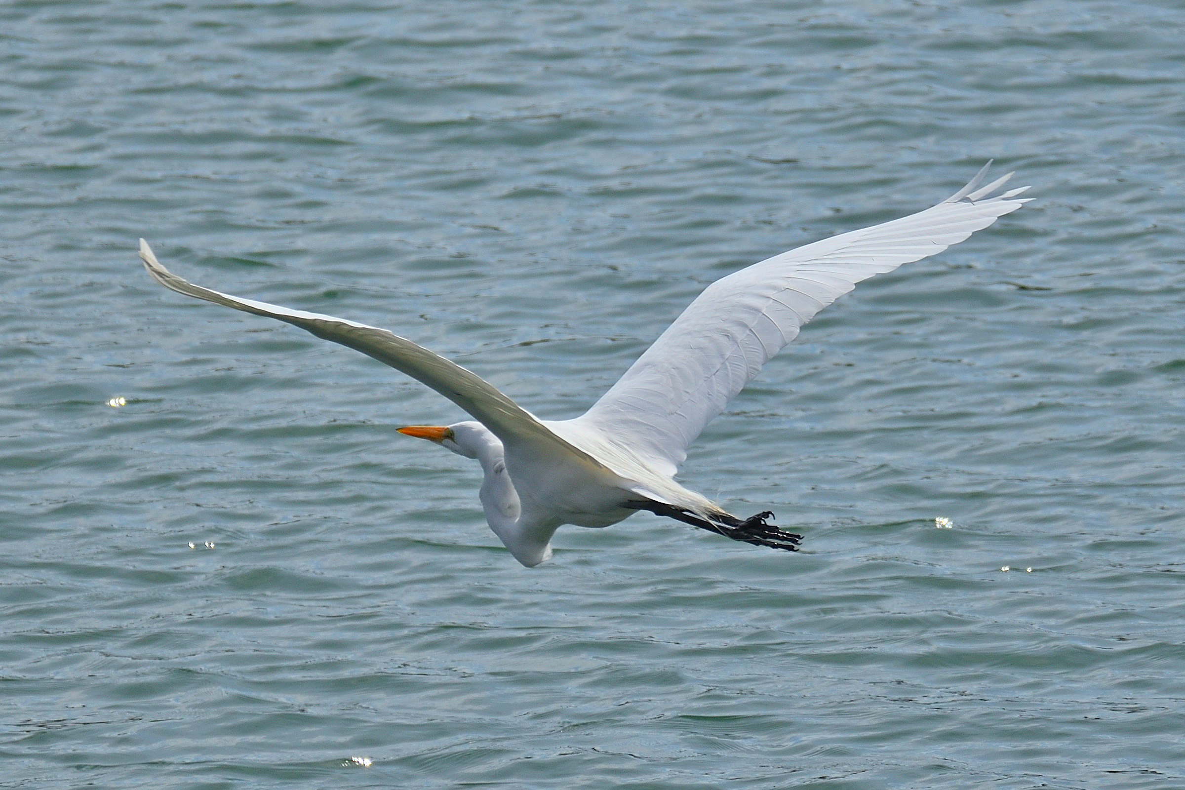 750_0096R_LSh_cr.jpg
