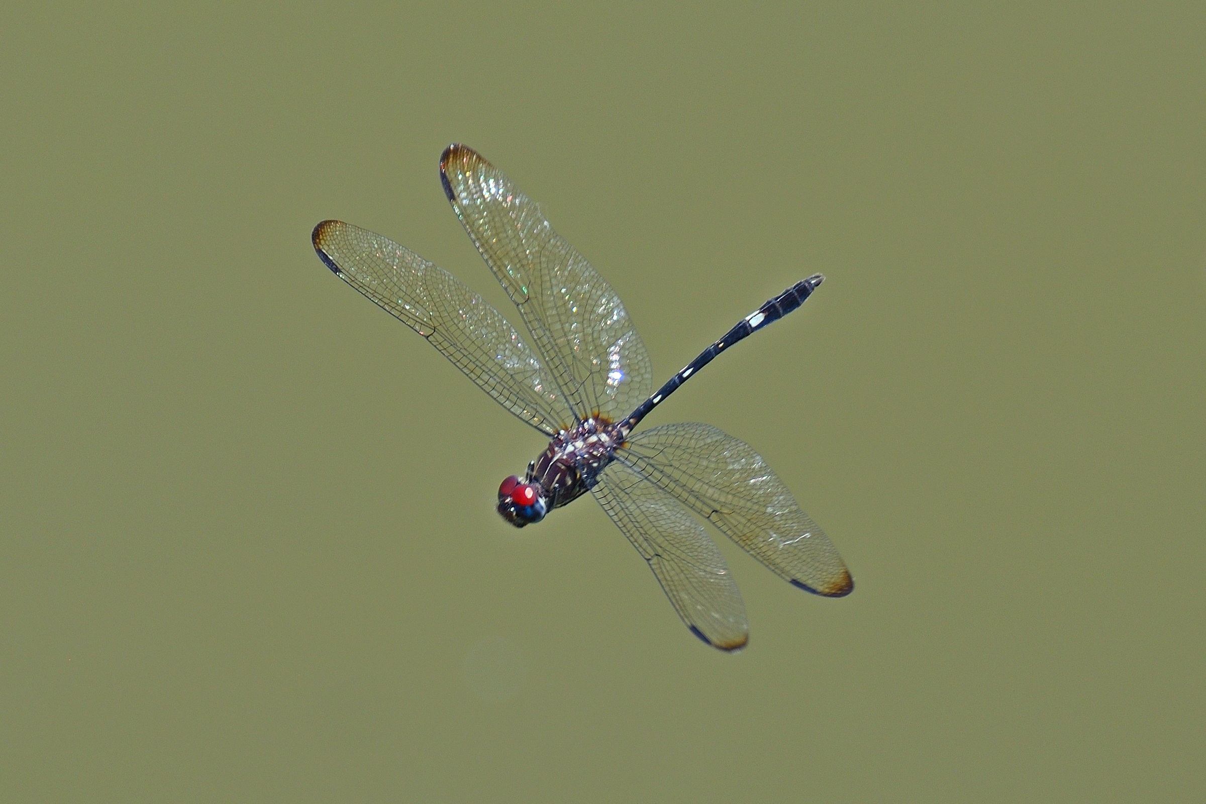 750_0110R_LSh_cr.jpg