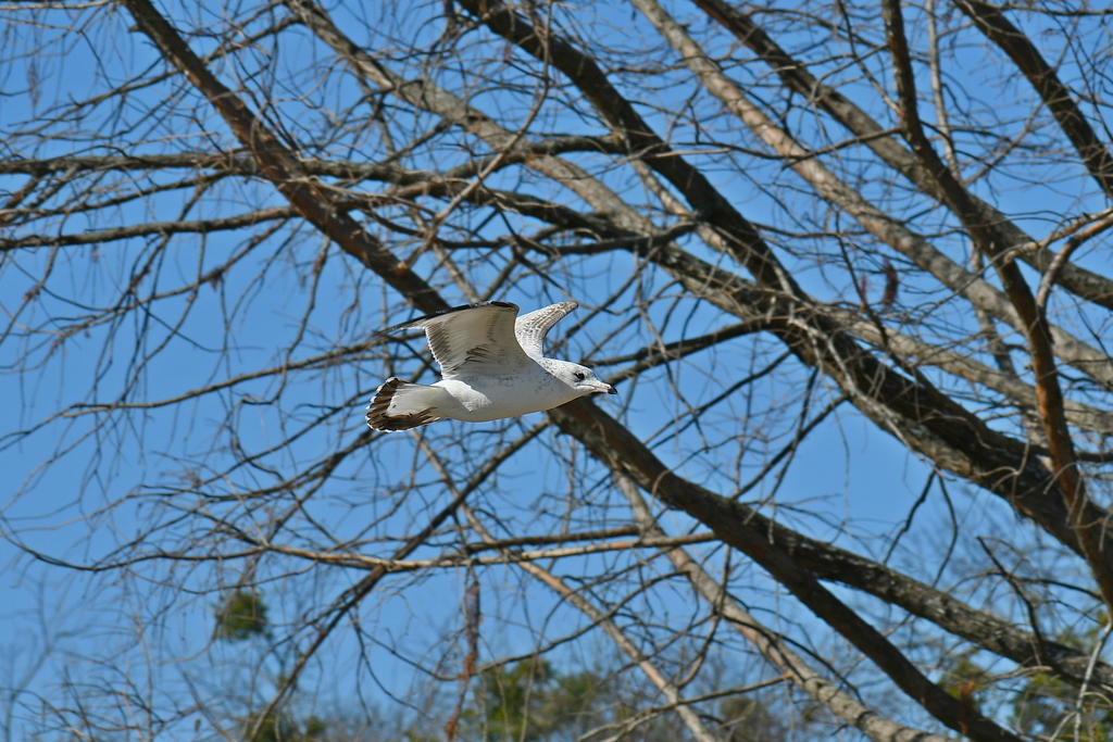 750_0120_LSh_cr.jpg