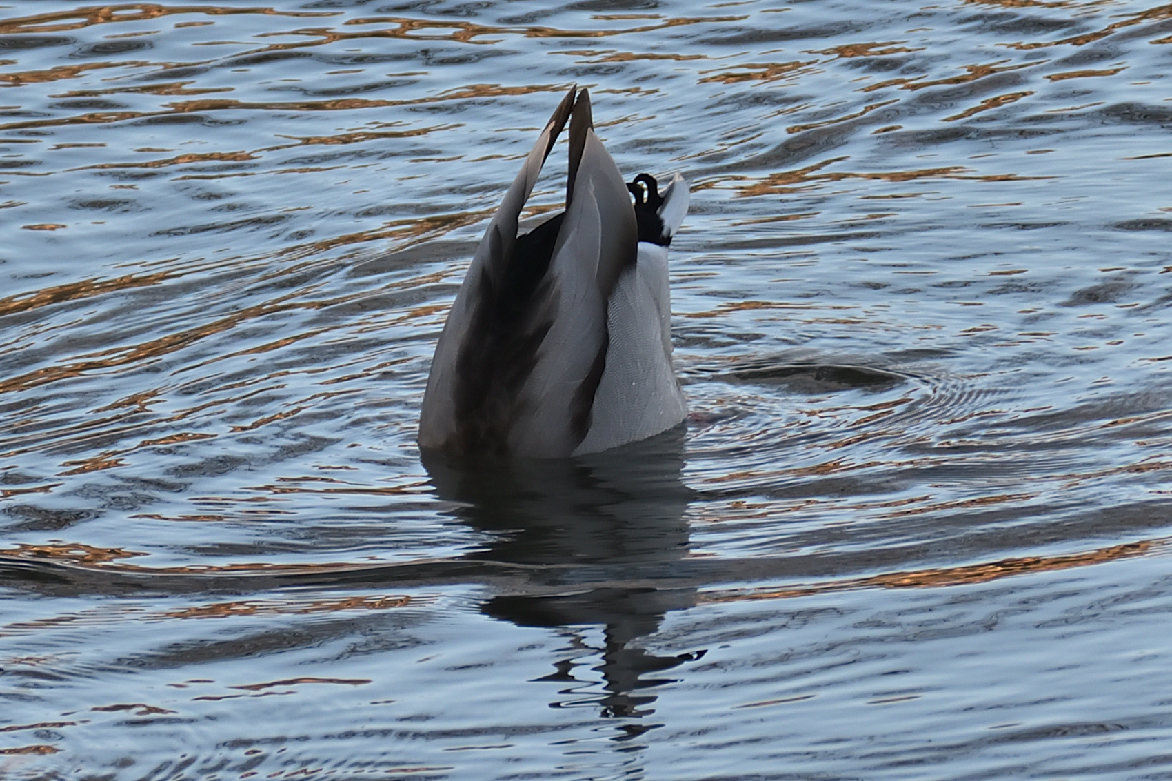 750_0156R_cr.jpg