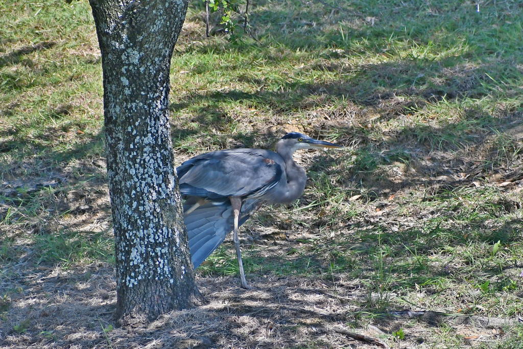 750_0327_L_cr.jpg