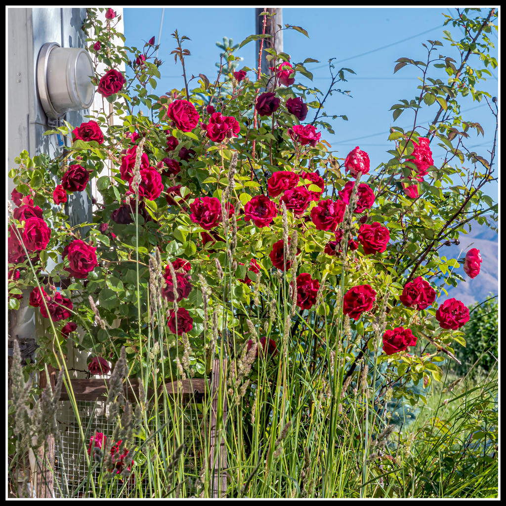 750_4859-Edit.jpg