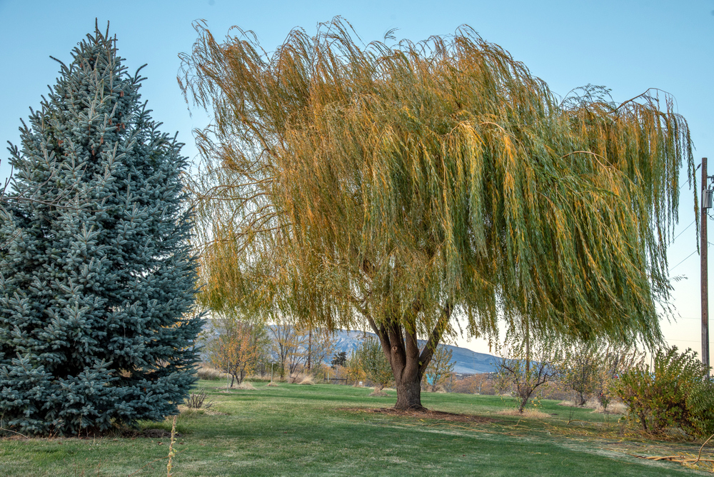 750_5102-HDR.jpg