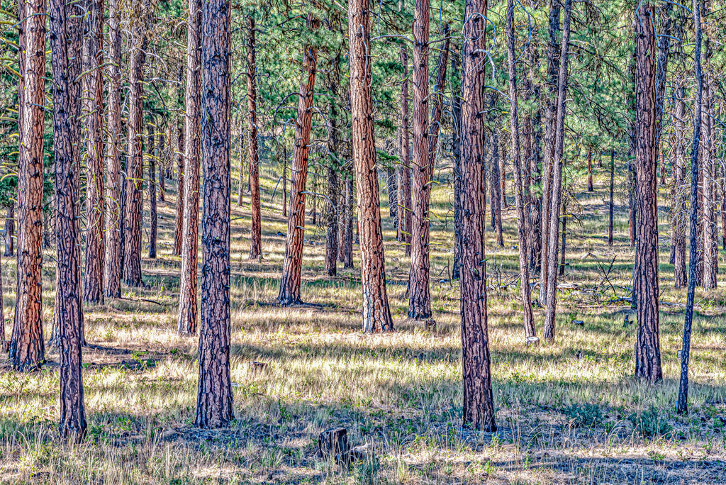 750_6123-Edit.jpg