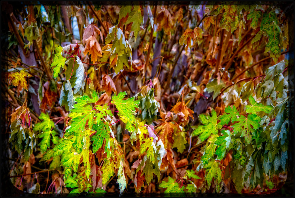 750_8351-Edit.jpg
