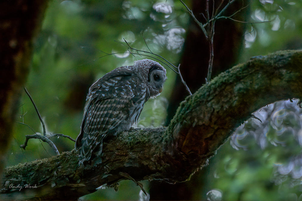 7935 Barred Owl.jpg