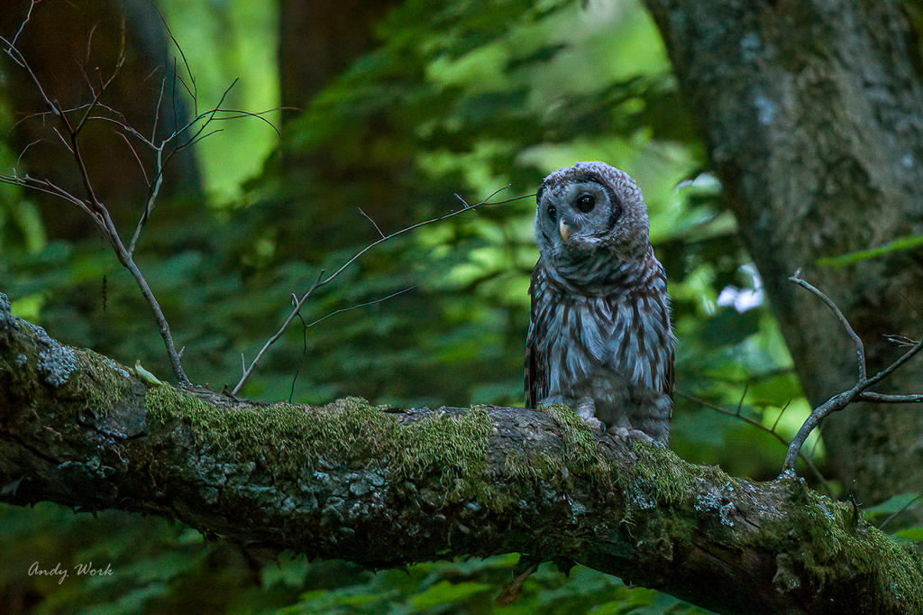 7953 Barred Owl.jpg