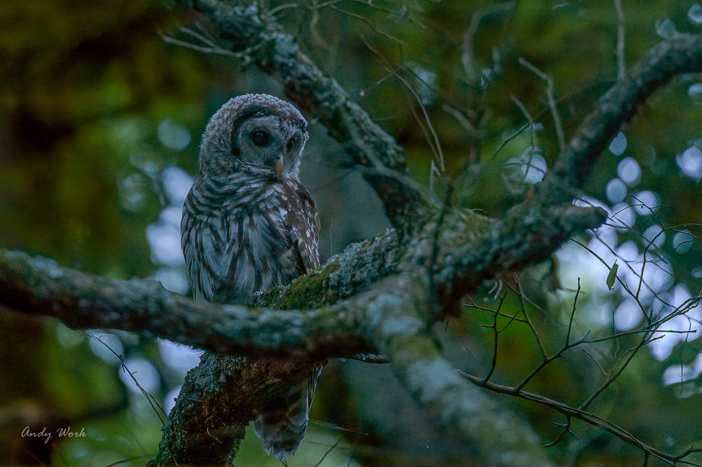 7957 Barred Owl.jpg